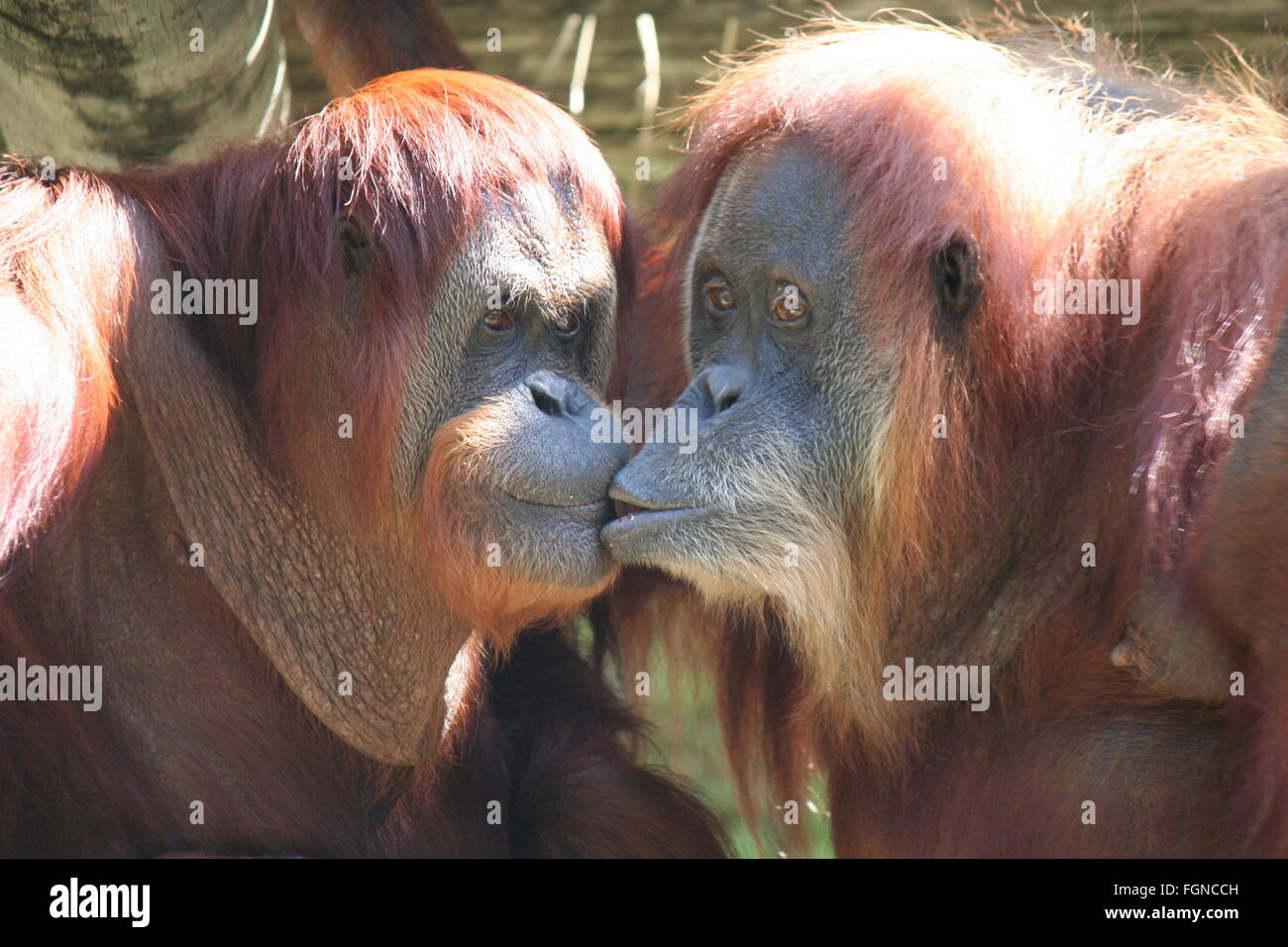 Kissing orangutan Foto Stock