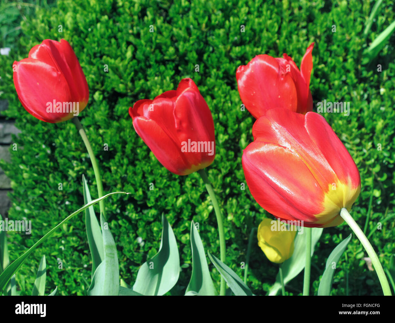 Tulipani rossi contro un fogliame verde dello sfondo. Foto Stock