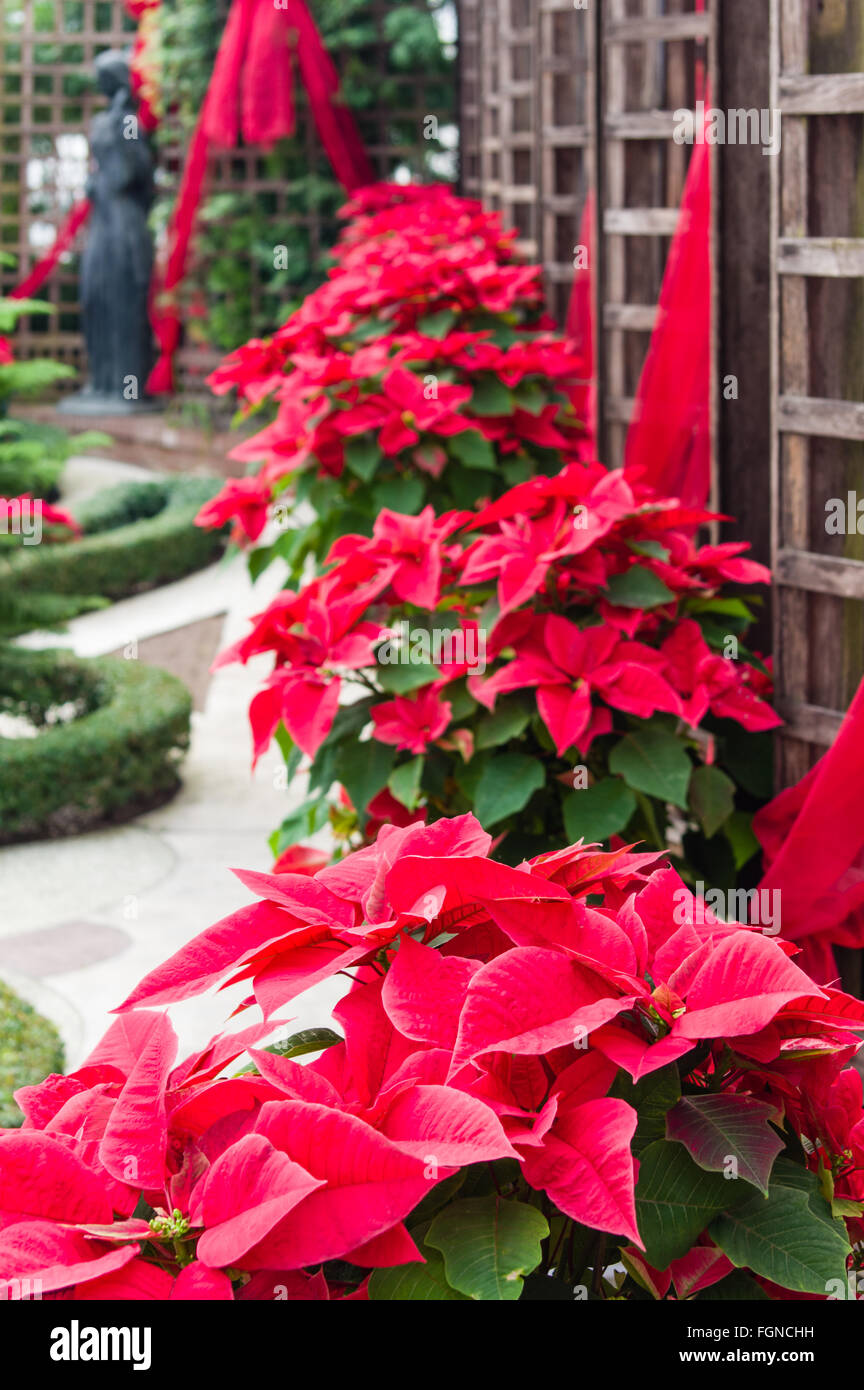 Red Poinsettia piante su display a Phipps Conservatorio, Pittsburgh, Pennsylvania Foto Stock