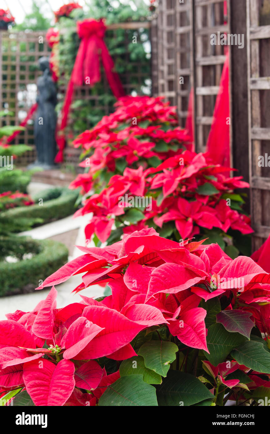 Red Poinsettia piante su display a Phipps Conservatorio, Pittsburgh, Pennsylvania Foto Stock