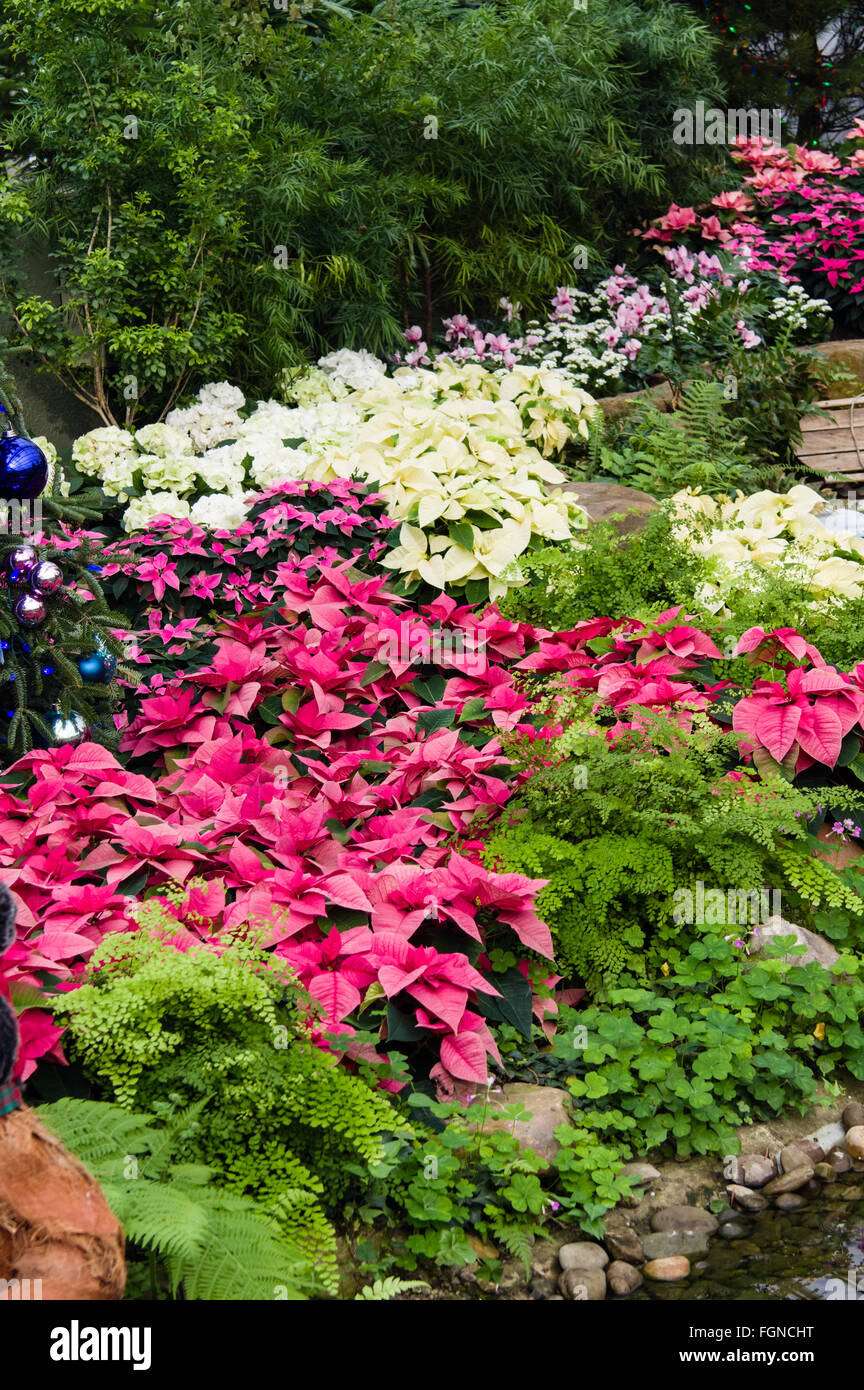 Poinsettia display giardino a Phipps Conservatorio, Pittsburgh, Pennsylvania Foto Stock