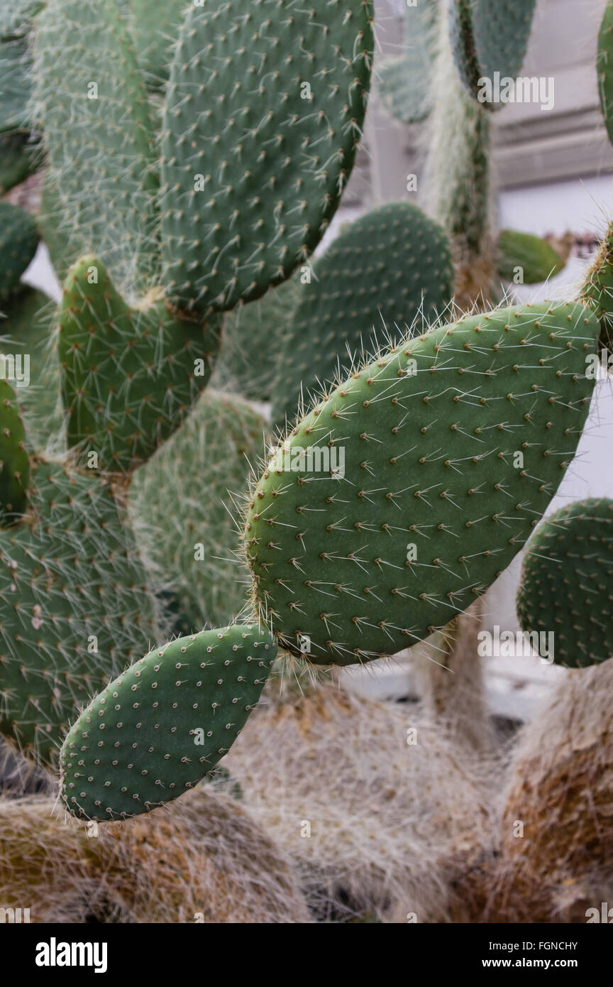 Display di cactus al Phipps Conservatorio, Pittsburgh, Pennsylvania Foto Stock