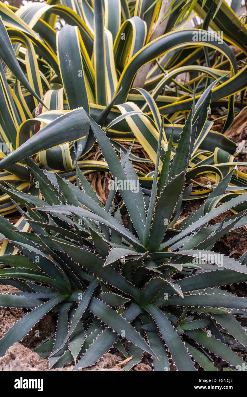 Display di agave a Phipps Conservatorio, Pittsburgh, Pennsylvania Foto Stock