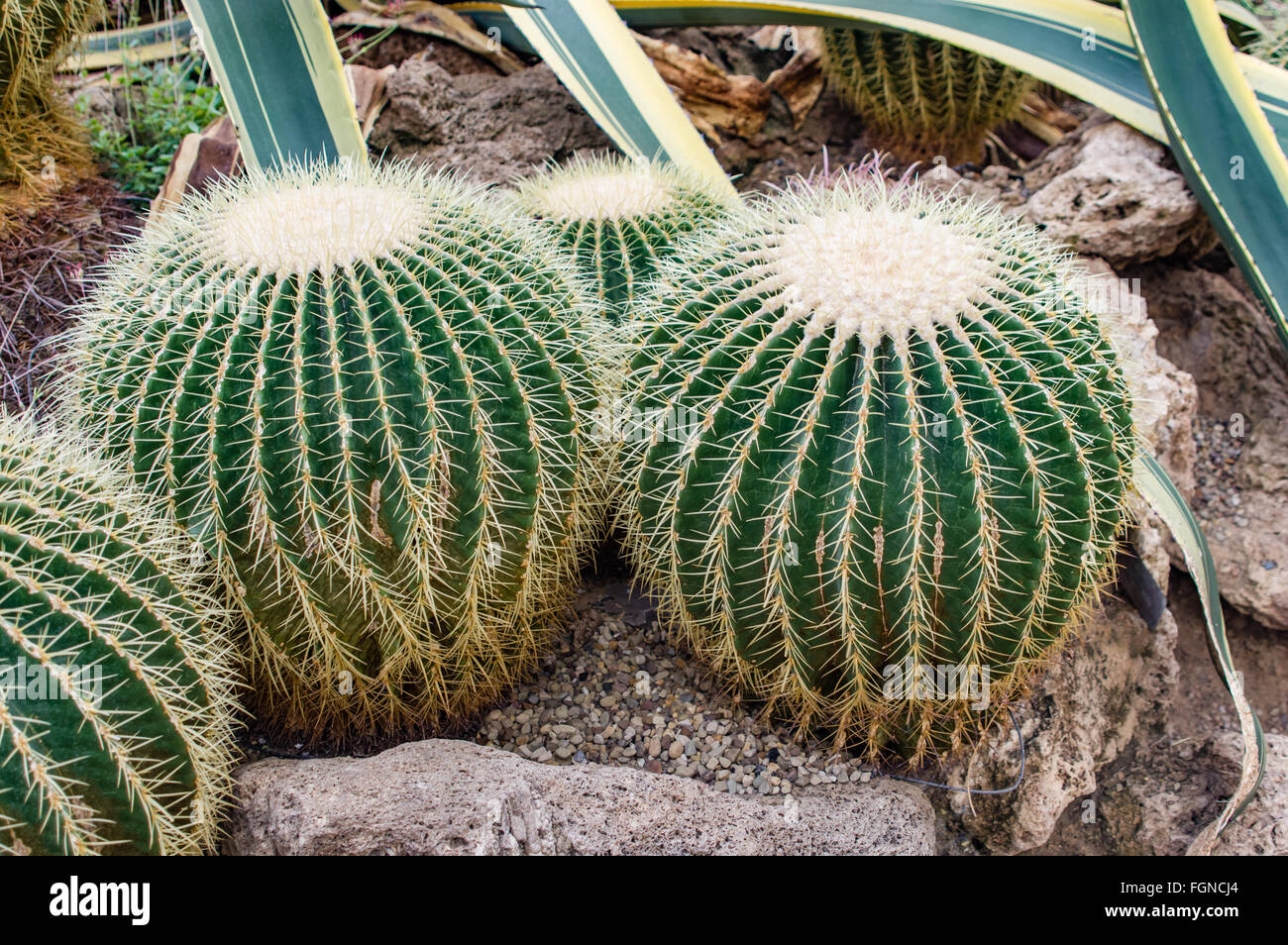 Canna display di cactus al Phipps Conservatorio, Pittsburgh, Pennsylvania Foto Stock