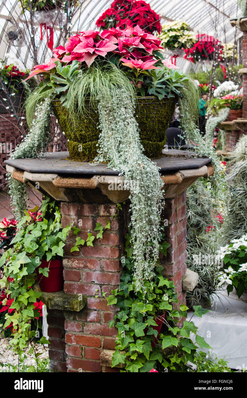 Contenitore display giardino dei poinsettias al Phipps Conservatorio, Pittsburgh, Pennsylvania Foto Stock