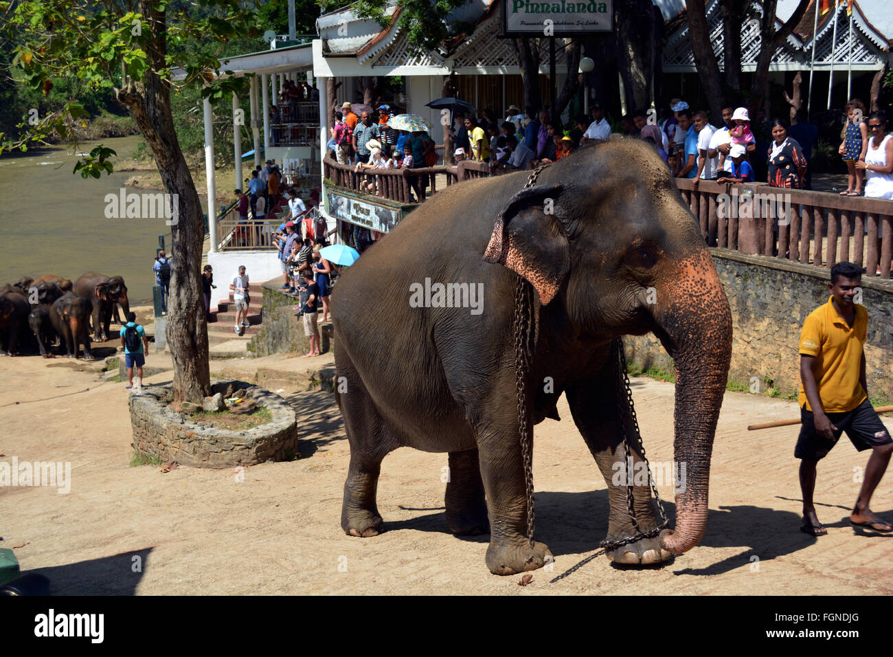 Elefante orfani essere piombo torna a orfanotrofio Foto Stock