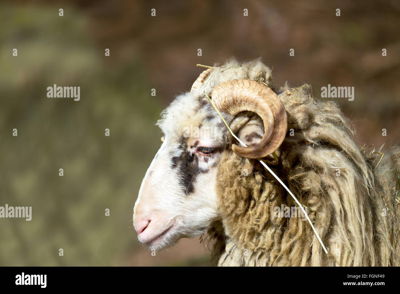 Ram o rammer, maschio della pecora in fattoria rurale Foto Stock