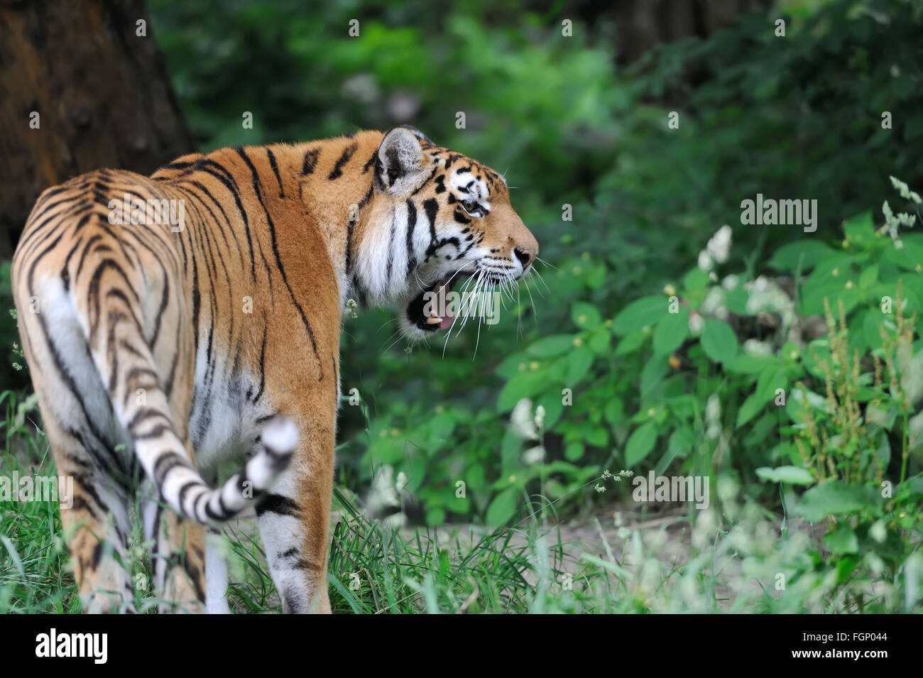 Tigri Amur su erba verde nel giorno di estate Foto Stock