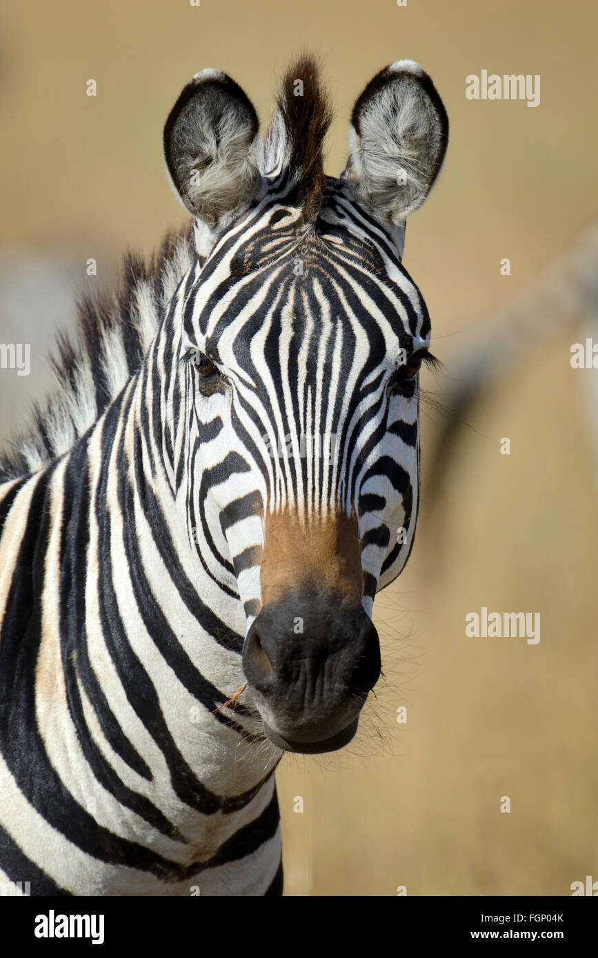 Zebra su pascoli in Africa, il parco nazionale del Kenya Foto Stock