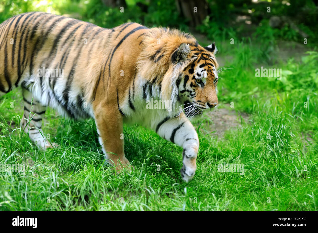 Tigri Amur su un prato in giorno di estate Foto Stock