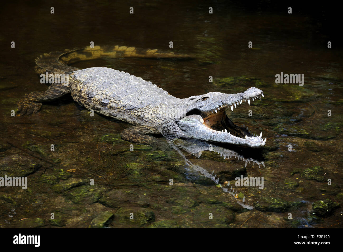 Close-up di grande coccodrillo in acqua. Kenya, Afrca Foto Stock
