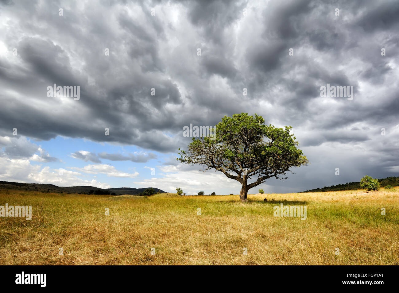 Bellissimo paesaggio con albero in Africa Foto Stock