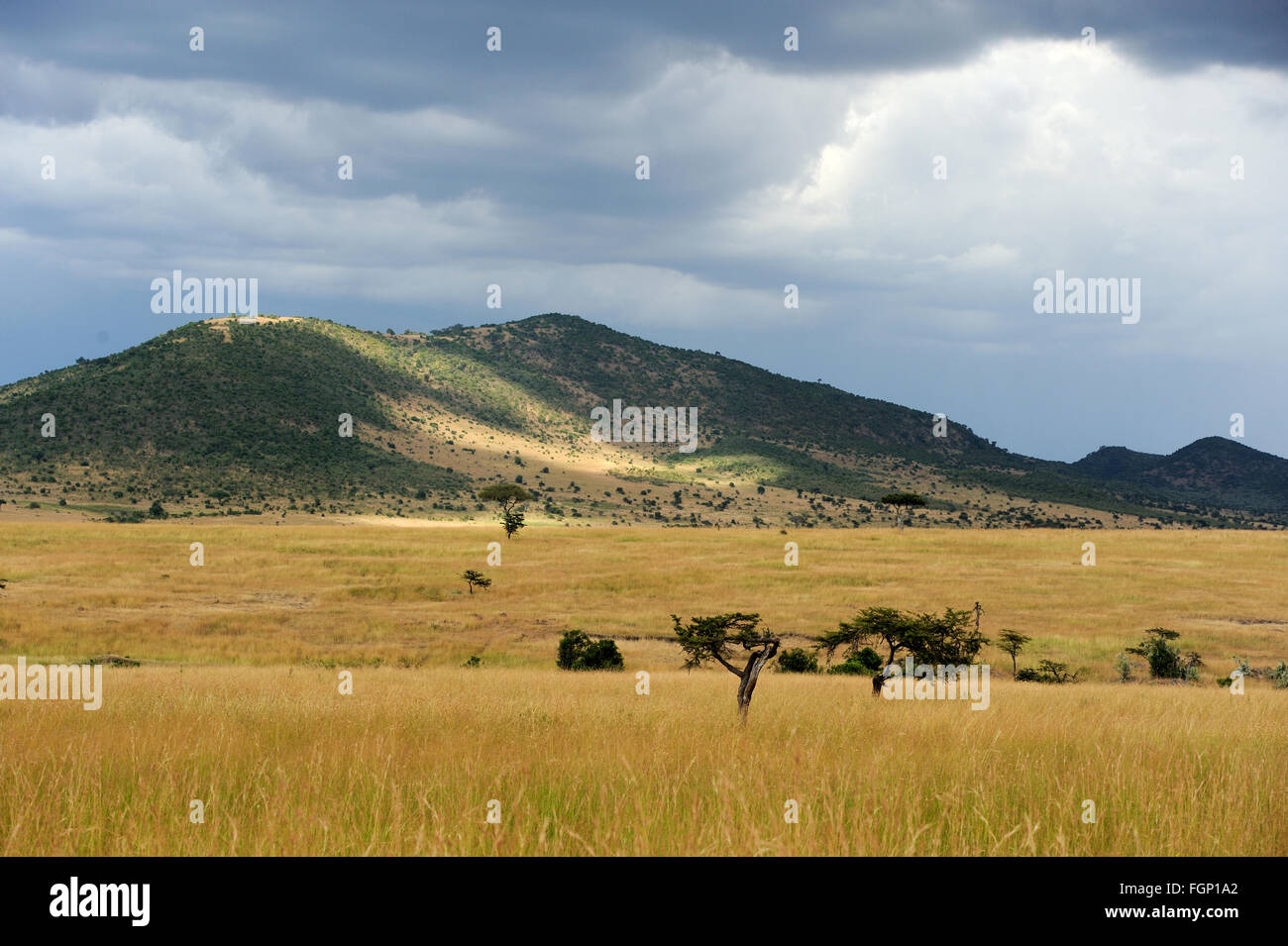 Savana paesaggio nel parco nazionale del Kenya, Africa Foto Stock