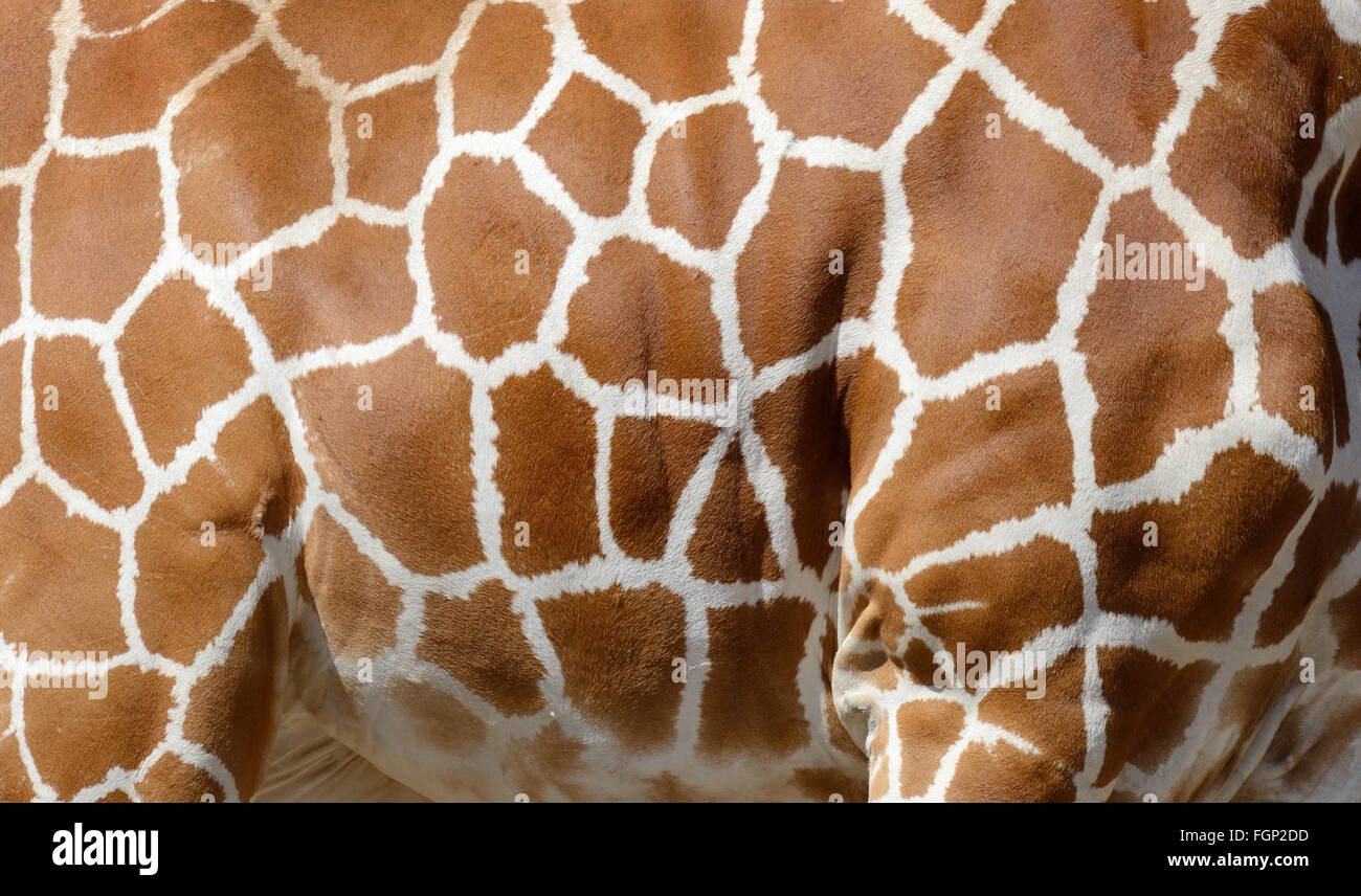 Vera pelle di giraffa con il chiaro e lo scuro macchie marroni Foto Stock