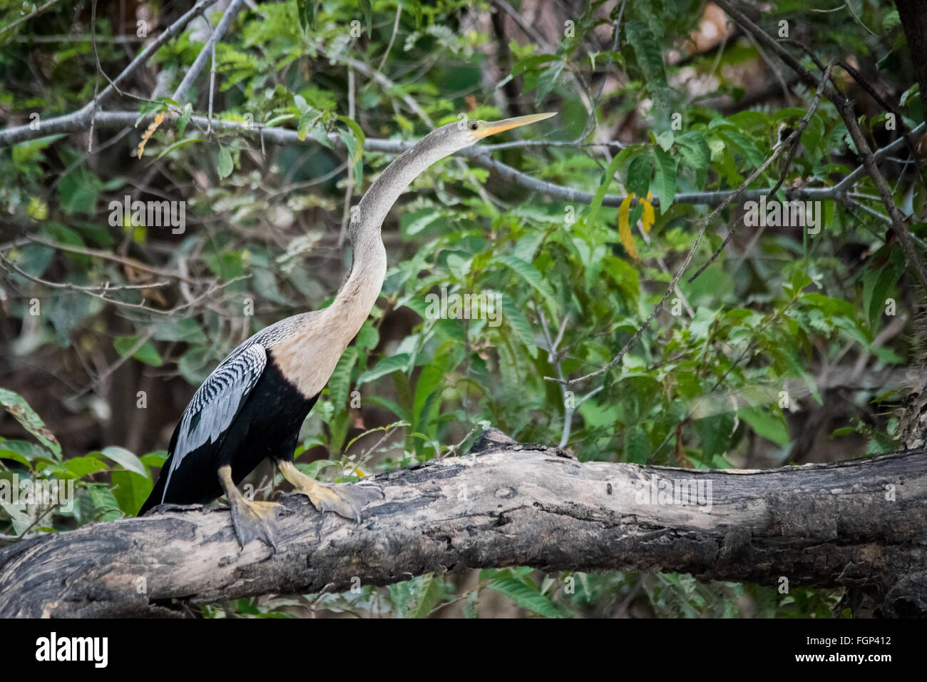Anhinga (Anhinga anhinga) appollaiato sul log, Guyana, Sud America Foto Stock