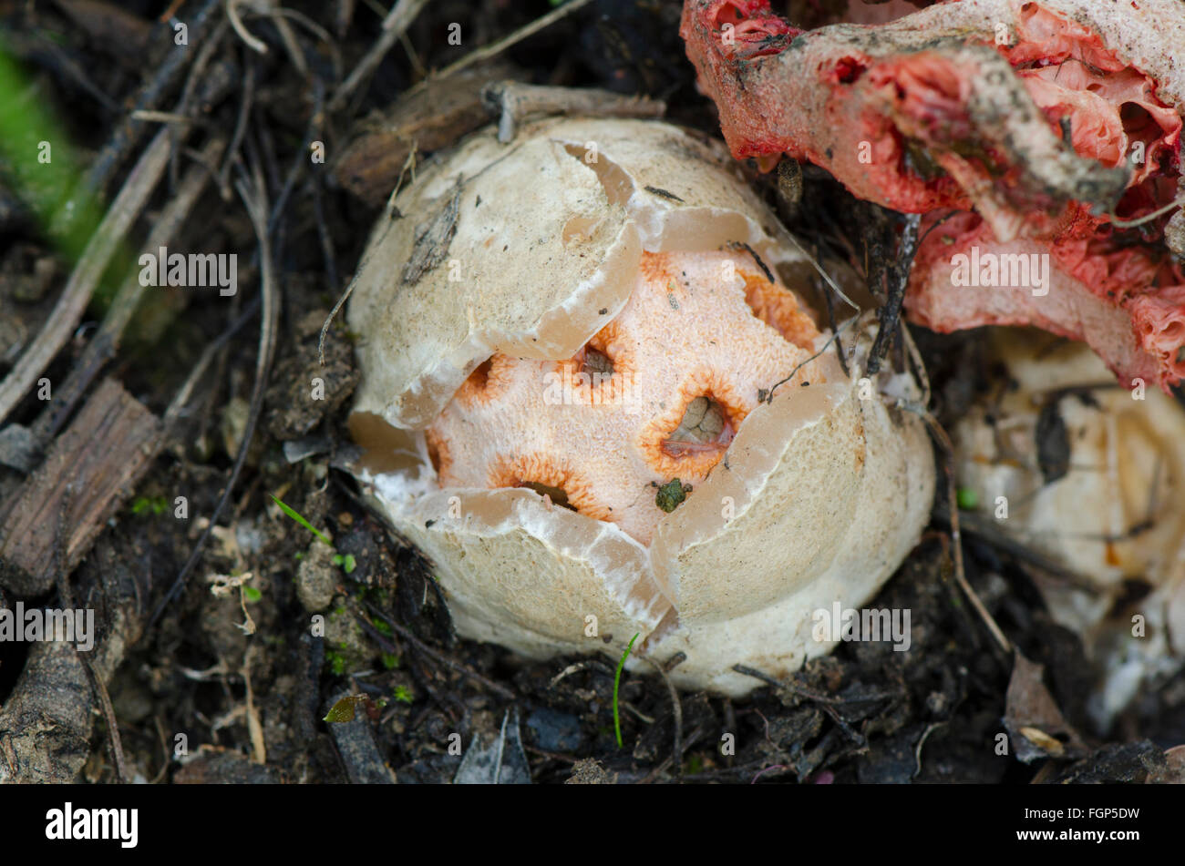 Testa a fungo, uovo di Clathrus ruber, tralicciati stinkhorn, basket stinkhorn, rosso gabbia, fungo, Andalusia, Spagna. Foto Stock