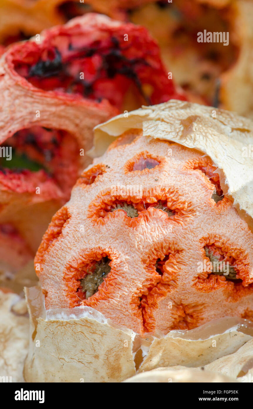 Testa a fungo, uovo di Clathrus ruber, tralicciati stinkhorn, basket stinkhorn, rosso gabbia, fungo, Andalusia, Spagna. Foto Stock