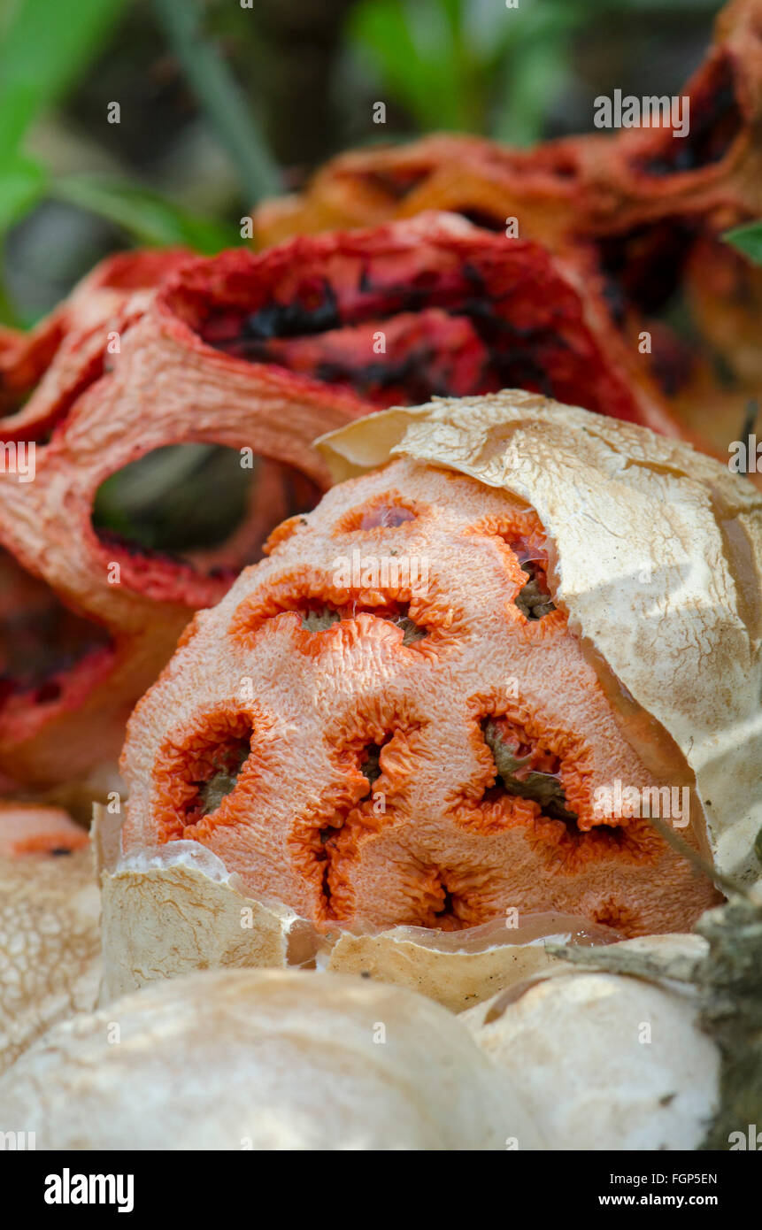 Testa a fungo, uovo di Clathrus ruber, tralicciati stinkhorn, basket stinkhorn, rosso gabbia, fungo, Andalusia, Spagna. Foto Stock