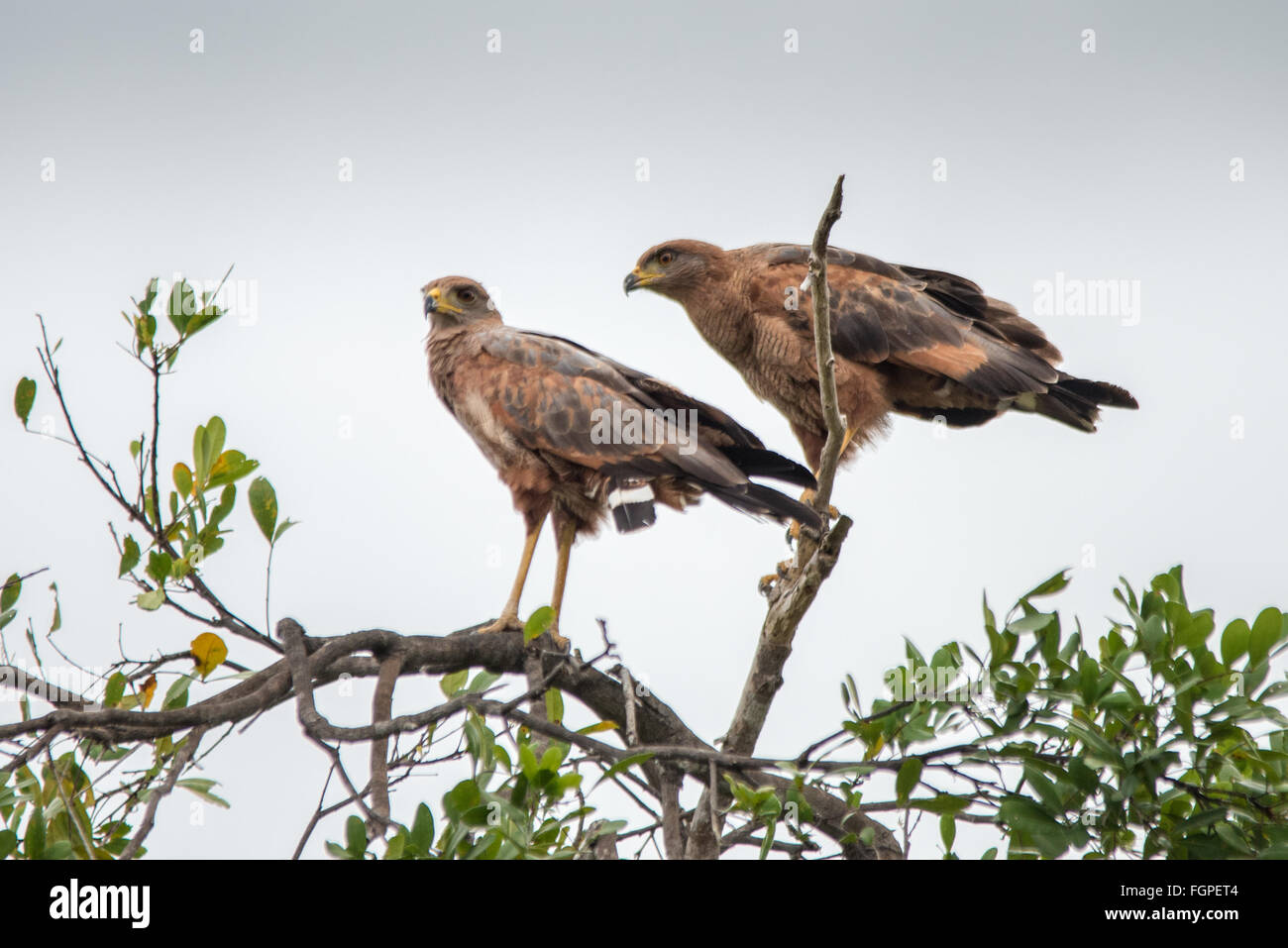 Il Savannah hawks (Buteogallus meridionalis), Guyana, Sud America Foto Stock