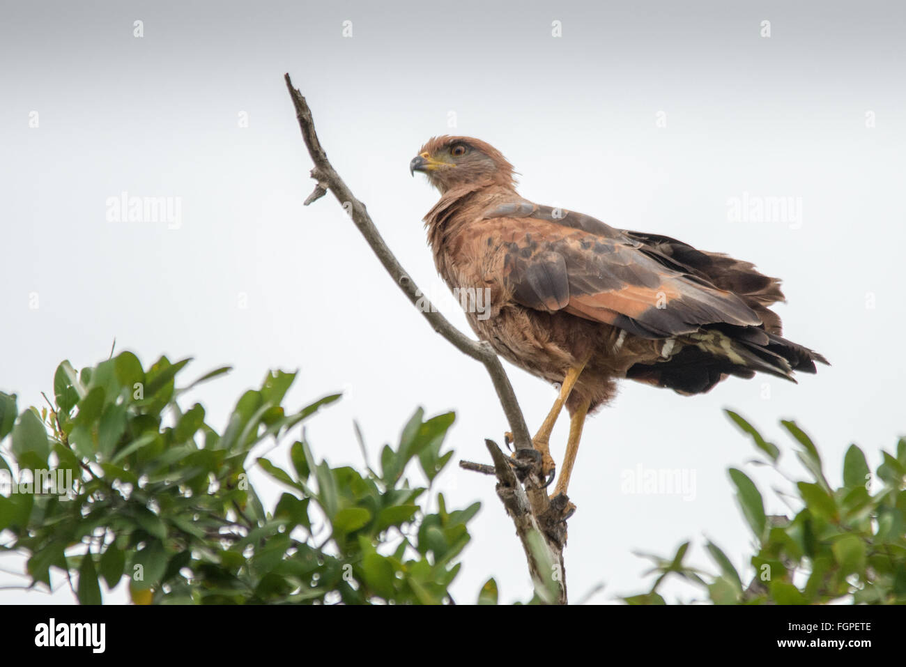 Il Savannah hawk (Buteogallus meridionalis), Guyana, Sud America Foto Stock