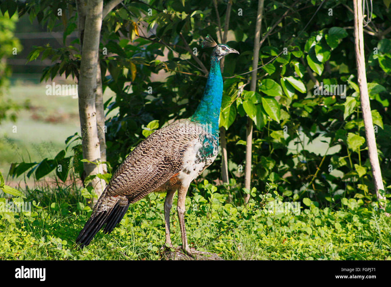 Un elegante Peahen indiano, Karnataka, India Foto Stock