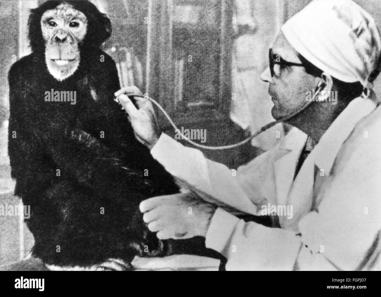 Medicina,malattie,poliomielite,esame di uno scimpanzé,istituto di ricerca scientifica della poliomielite,Mosca,XX secolo,XX secolo,atrofia muscolare,miopatia,muscolo,muscoli,muscolatura,sistema muscolare,geroglifico,geroglifici,geroglifici,malattie infiammabili del midollo spinale,ricercatore,ricercatore,ricercatore,ricercatori,ricercatori,ricercatori,ricercatori,ricercatori,ricercatori,ricerca,stetoapes,analisi animali,non-animali,analisi animali,analisi animali,analisi animali,non-animali,analisi animali,analisi animali,analisi animali,analisi animali,non-stetoapes,analisi,analisi animali,non-animali,analisi animali,analisi animali,analisi animali,non-disponibili,analisi animali,analisi animali,analisi animali,analisi Foto Stock
