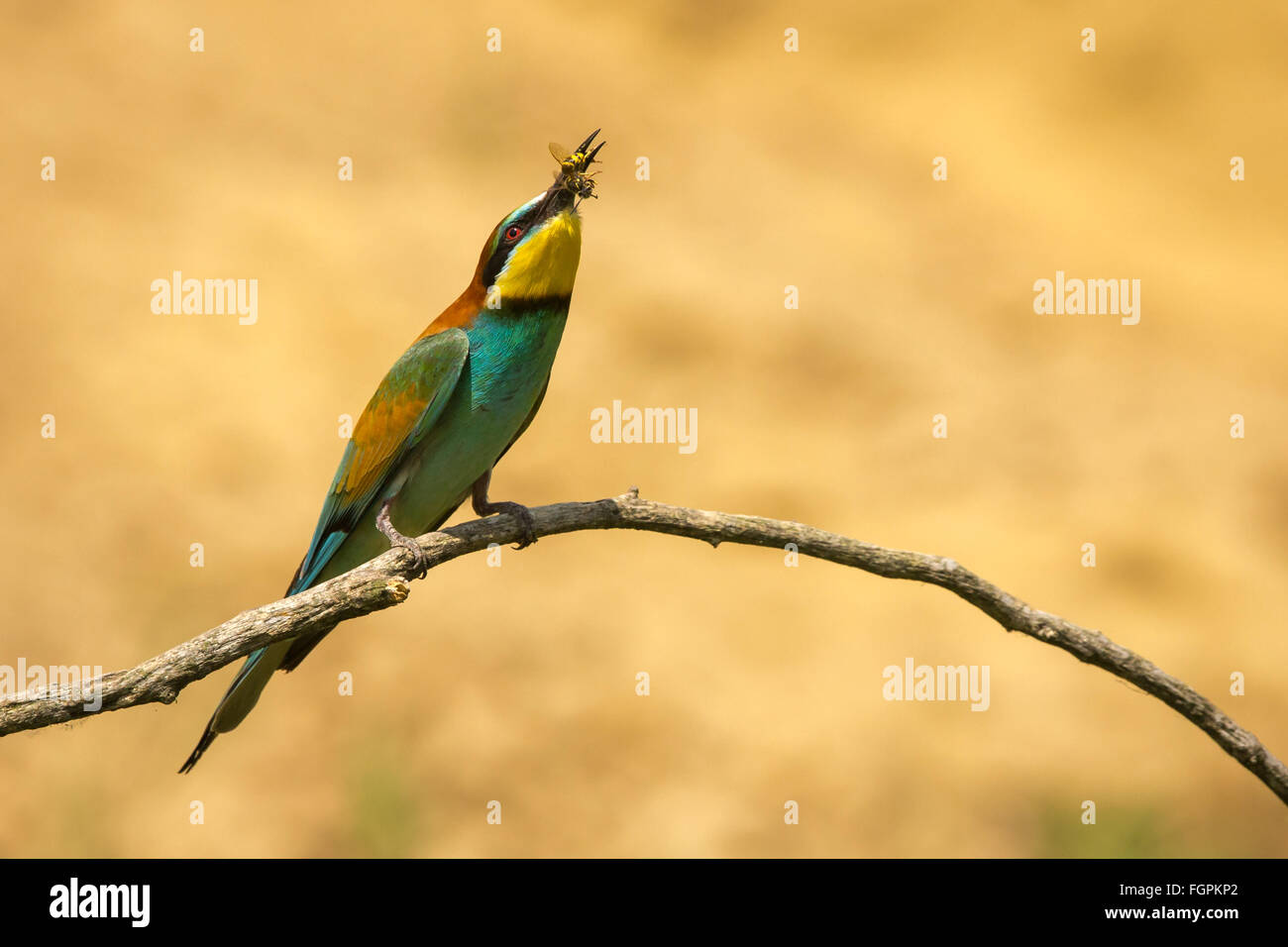 Unione Gruccione (Merops apiaster) appollaiato su un ramo e tenendo un bee Foto Stock