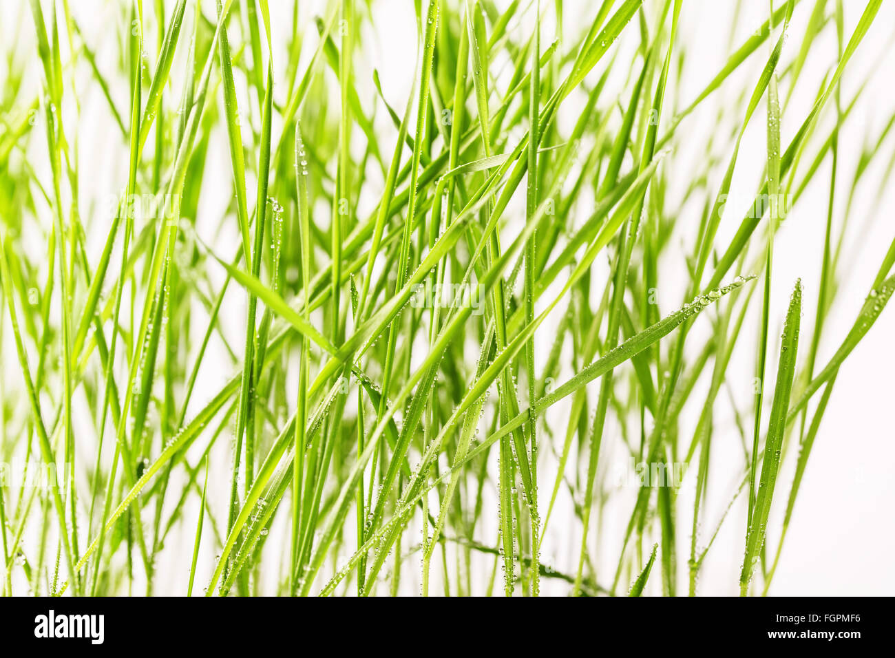 Fresco di erba verde con gocce d'acqua close-up Foto Stock
