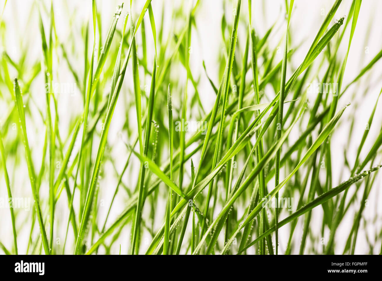 Fresco di erba verde con gocce d'acqua close-up Foto Stock