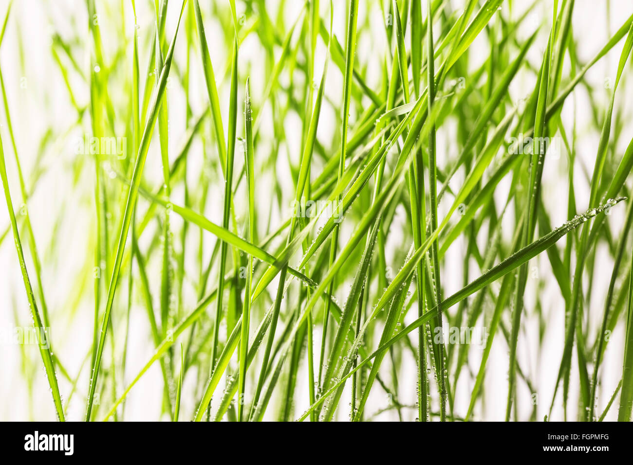 Fresco di erba verde con gocce d'acqua close-up Foto Stock