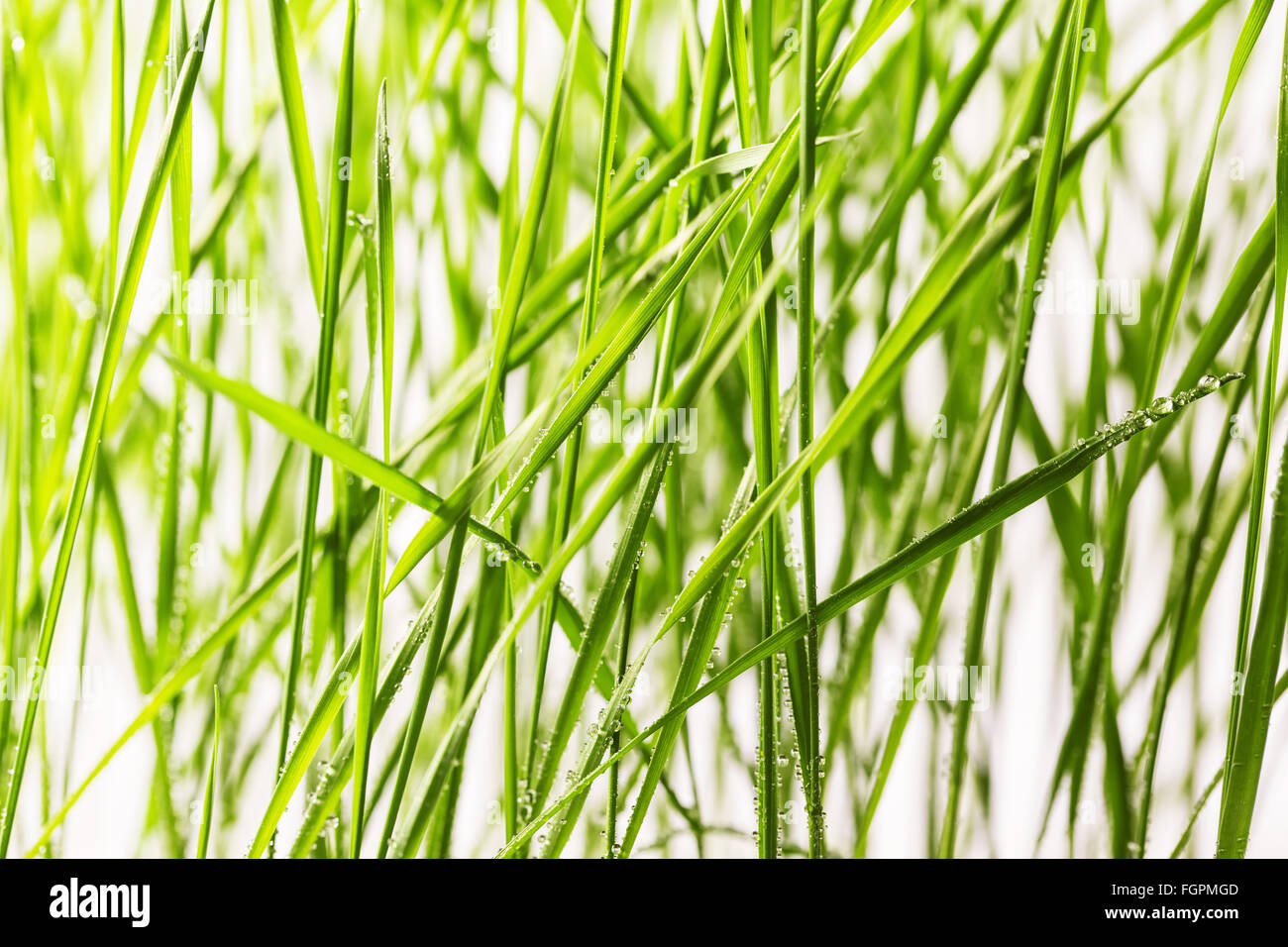 Fresco di erba verde con gocce d'acqua close-up Foto Stock