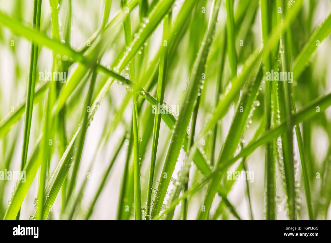 Fresco di erba verde con gocce d'acqua close-up Foto Stock