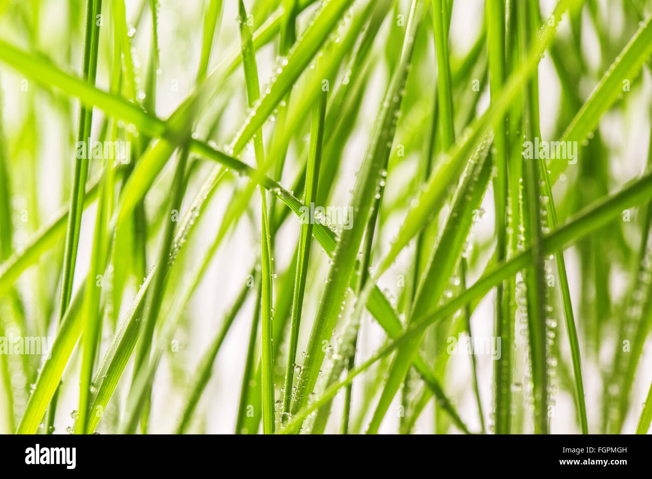 Fresco di erba verde con gocce d'acqua close-up Foto Stock