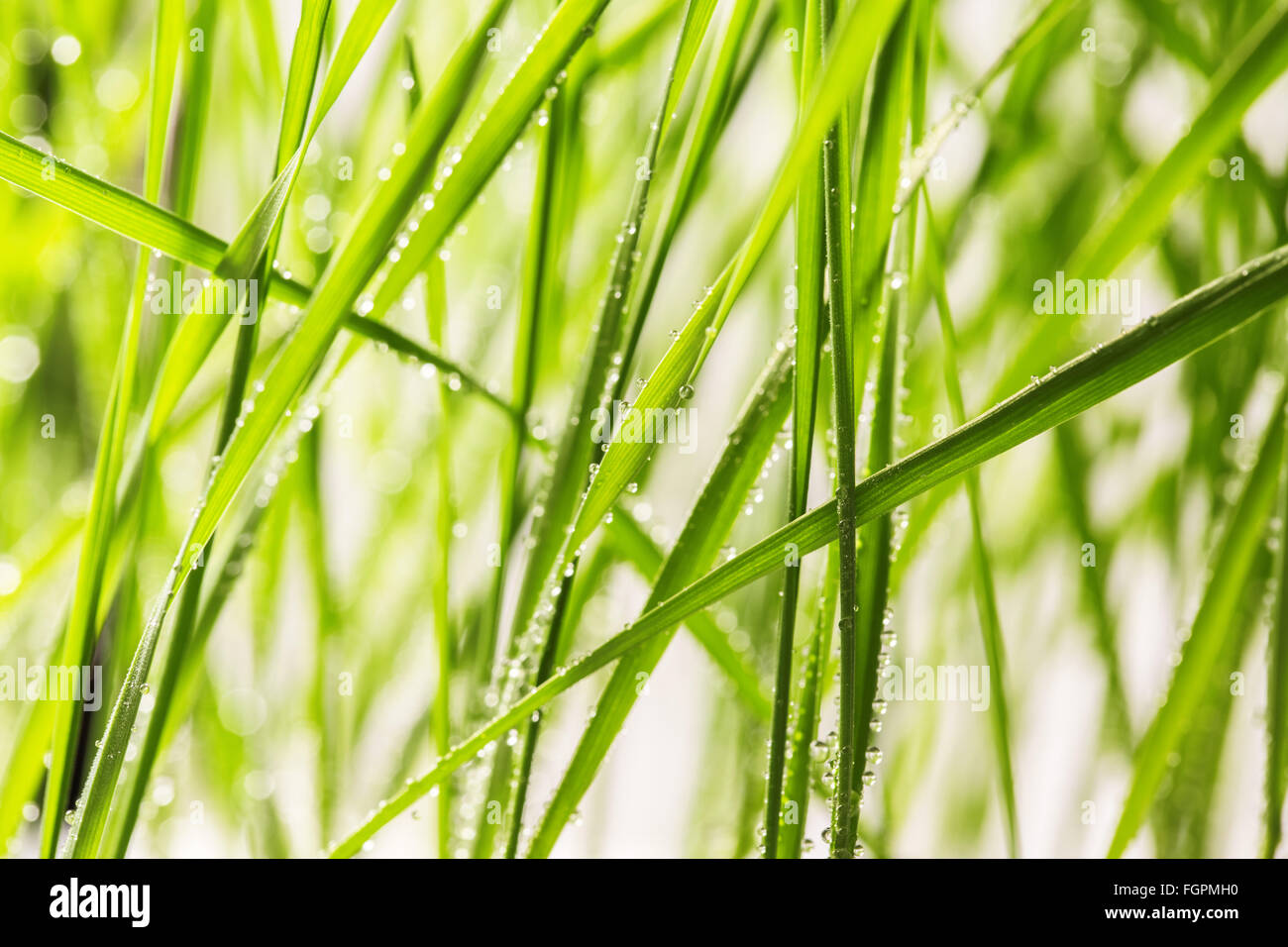 Fresco di erba verde con gocce d'acqua close-up Foto Stock