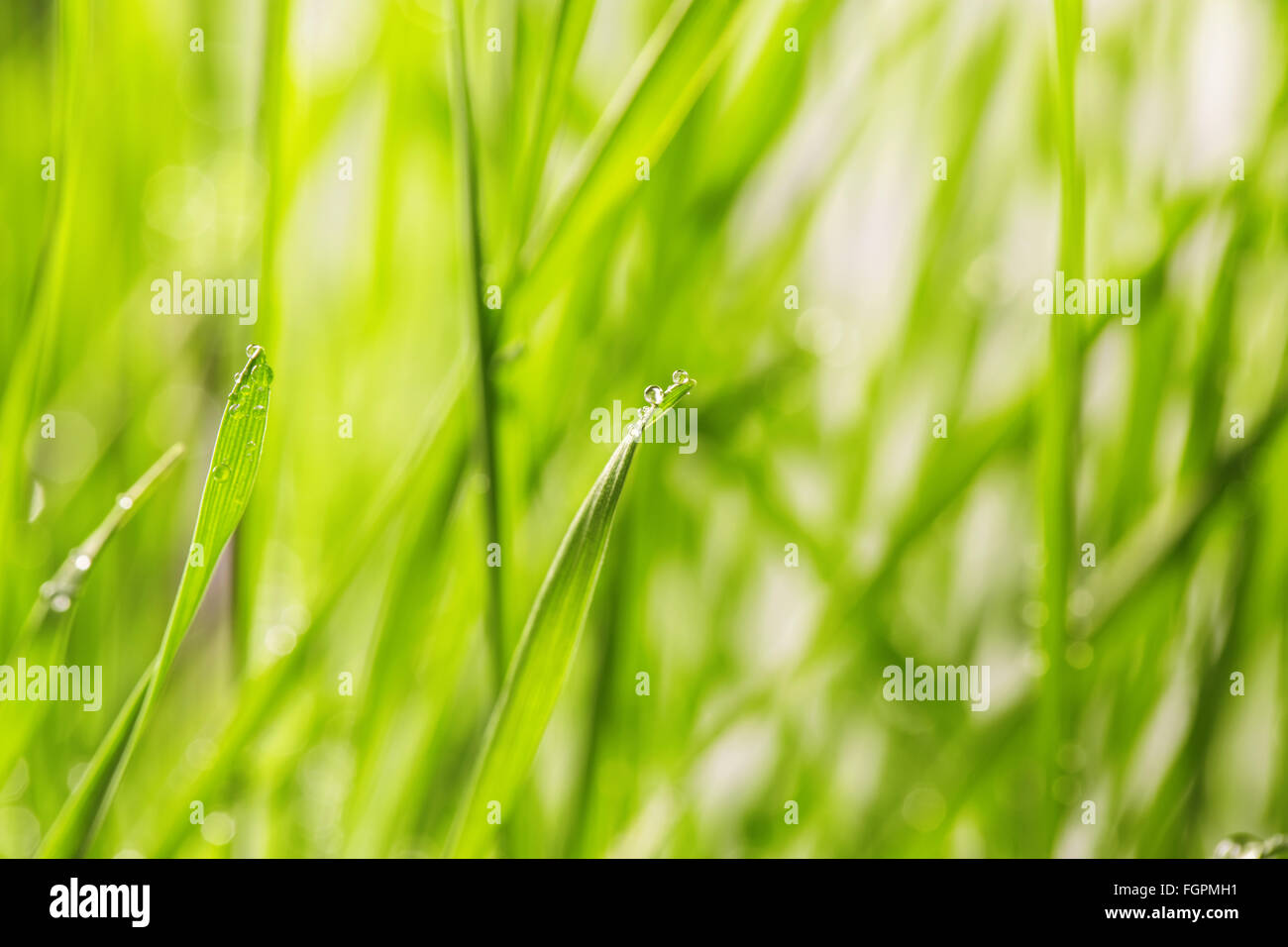 Fresco di erba verde con gocce d'acqua close-up Foto Stock