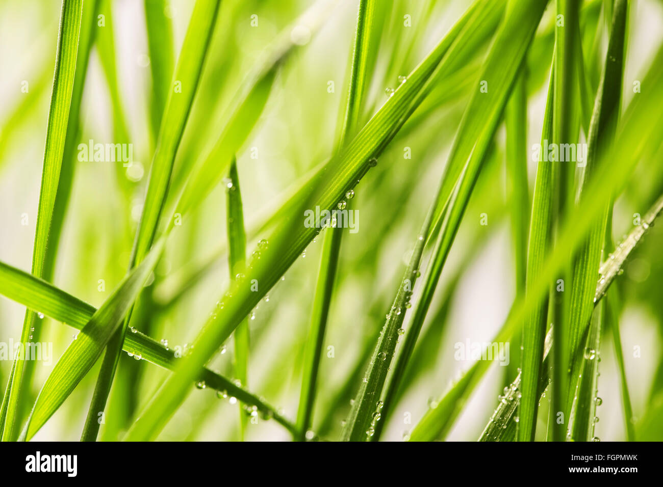 Fresco di erba verde con gocce d'acqua close-up Foto Stock