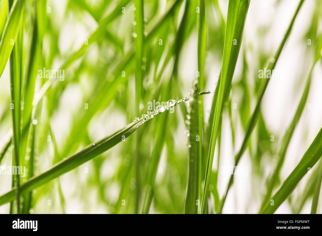 Fresco di erba verde con gocce d'acqua close-up Foto Stock
