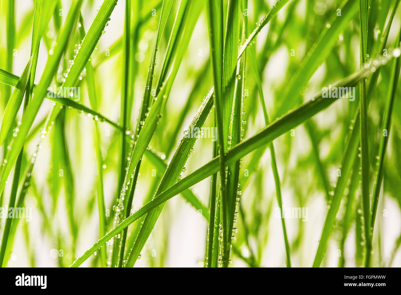 Fresco di erba verde con gocce d'acqua close-up Foto Stock