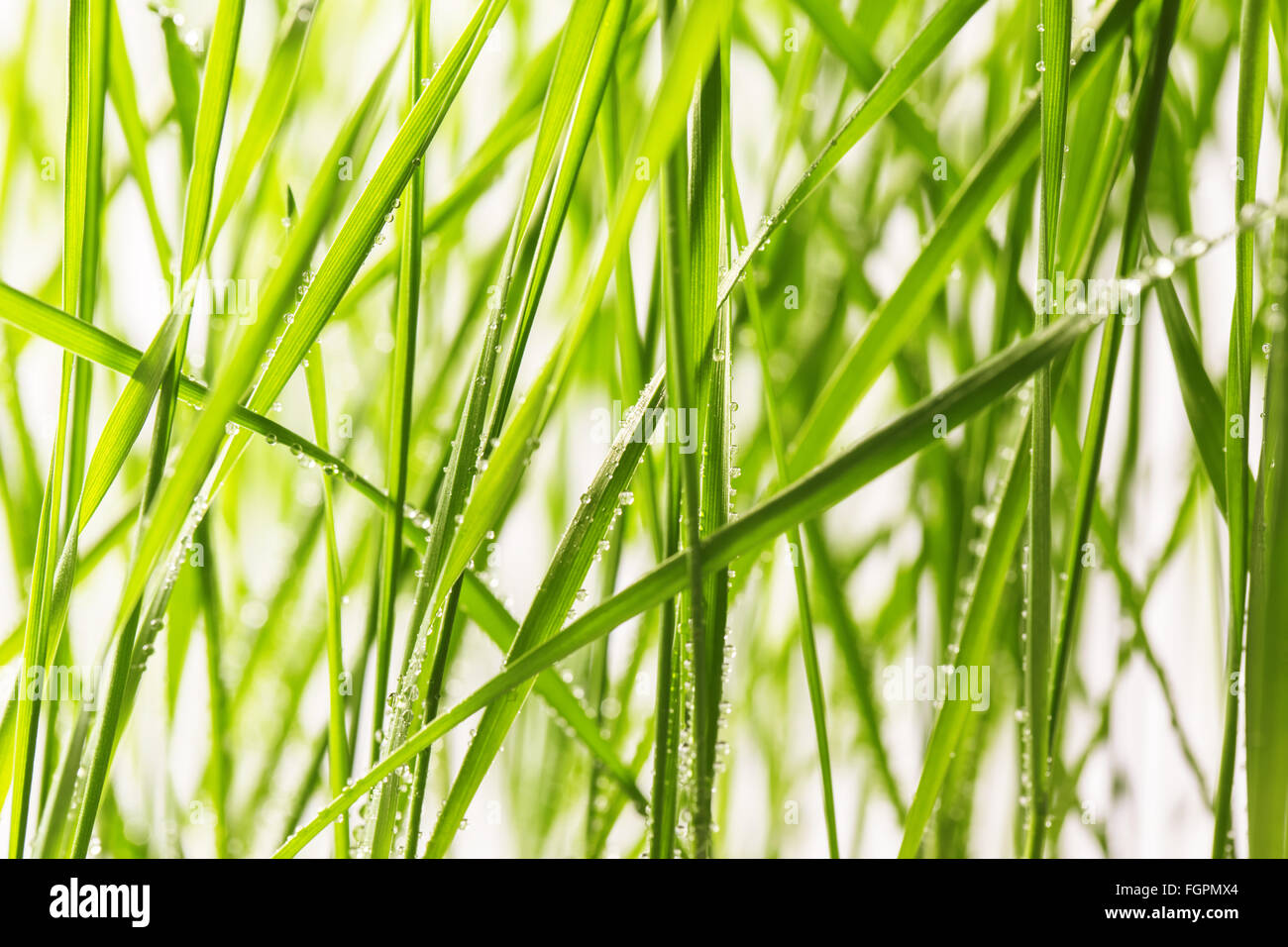 Fresco di erba verde con gocce d'acqua close-up Foto Stock