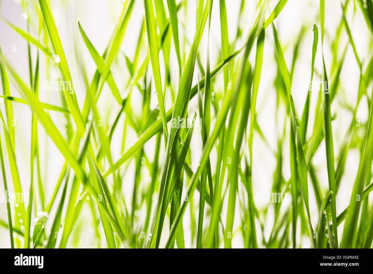 Fresco di erba verde con gocce d'acqua close-up Foto Stock