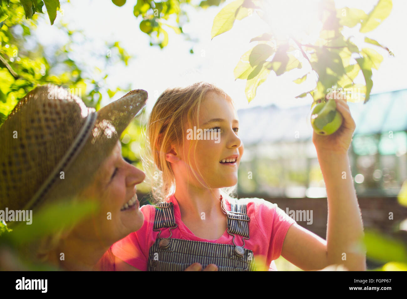 Nonna e nipote di apple di prelievo da albero nel giardino soleggiato Foto Stock