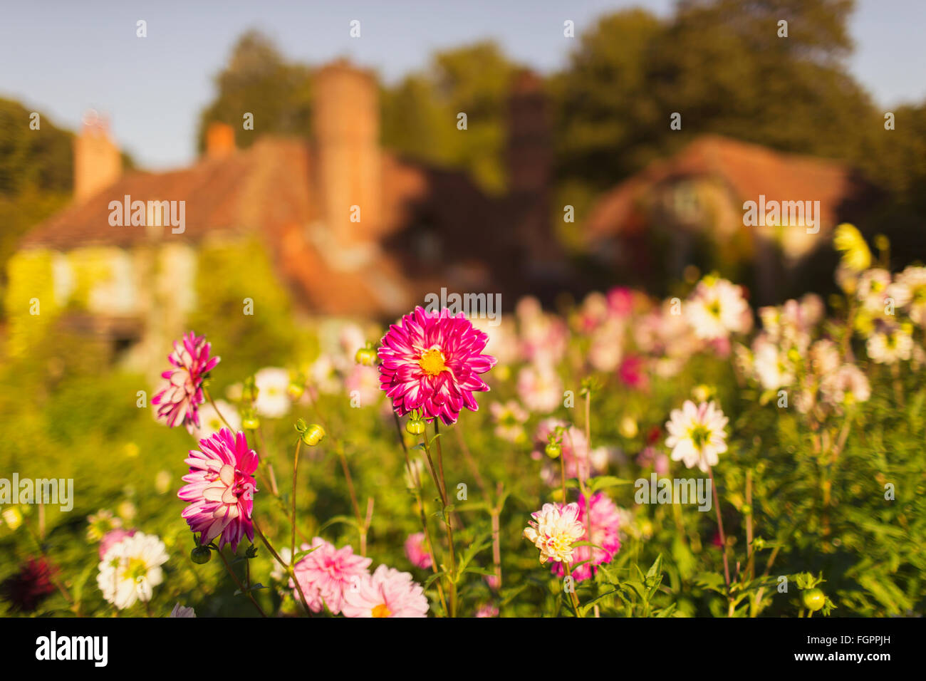 Fiori rosa e bianchi che crescono in giardino soleggiato Foto Stock