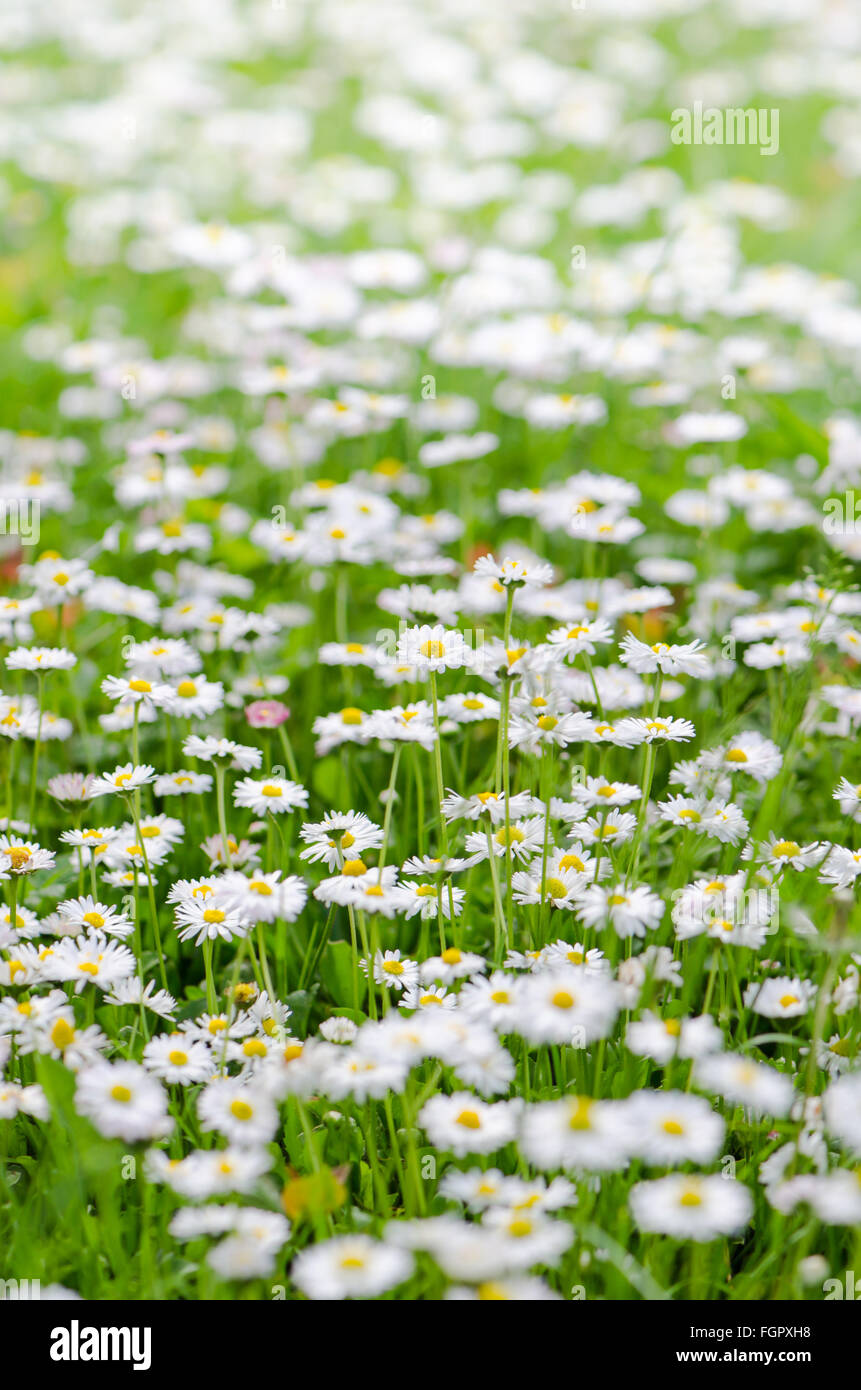 Glade bello piccolo daisy, close-up Foto Stock