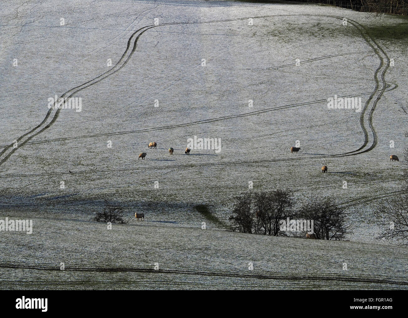 Pecore circondata da agitare i cingoli del trattore in una coperta di neve campo invernale in Cumbria Foto Stock