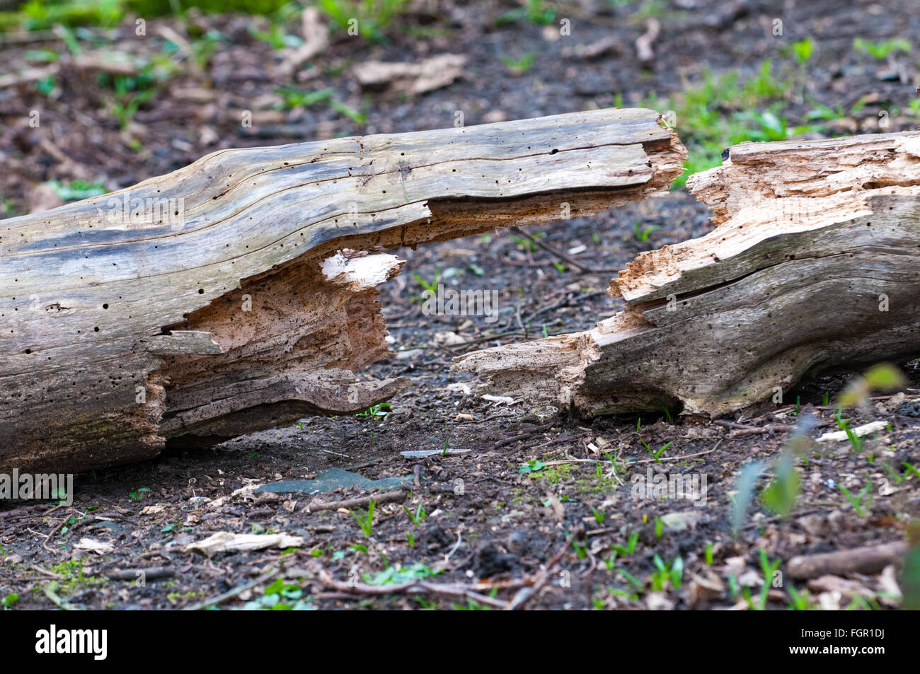 Registro incrinato formando una forma simmetrica sul suolo della foresta Foto Stock