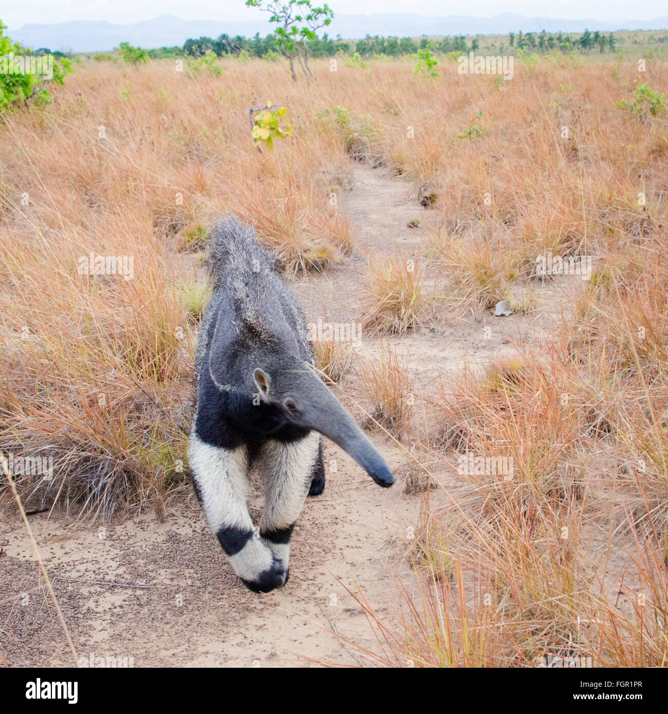Giant Anteater (Myrmecophaga tridactyla) Guyana Foto Stock