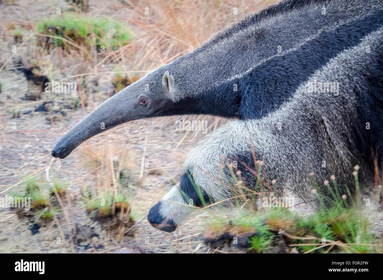 Giant Anteater (Myrmecophaga tridactyla) Guyana Foto Stock