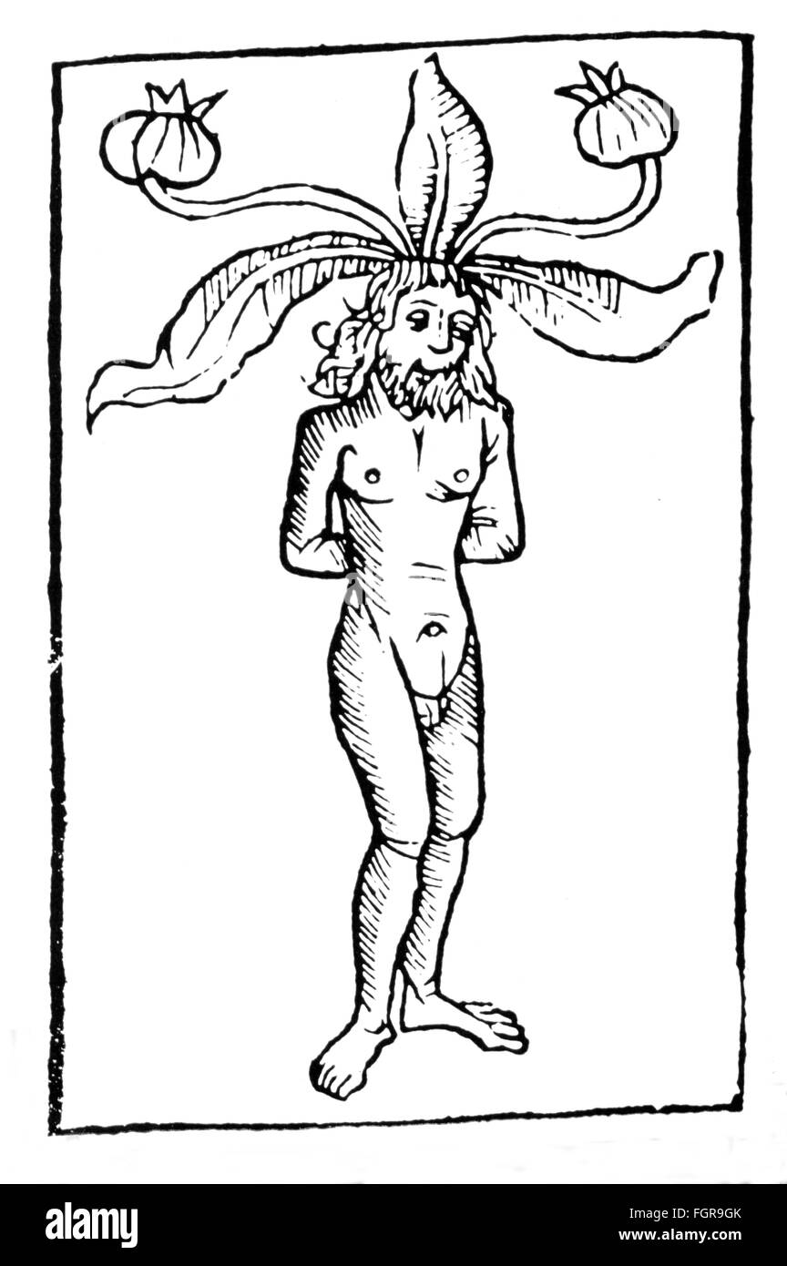 Superstition, mandrake, mandrake-man, taglio a legna, da: Petrus de Crescentis (1230 / 1233 - 1320 / 1321), 'Ruralia adoata', stampa: Peter Drach, Speyer, 1493, diritti-aggiuntivi-clearences-not available Foto Stock