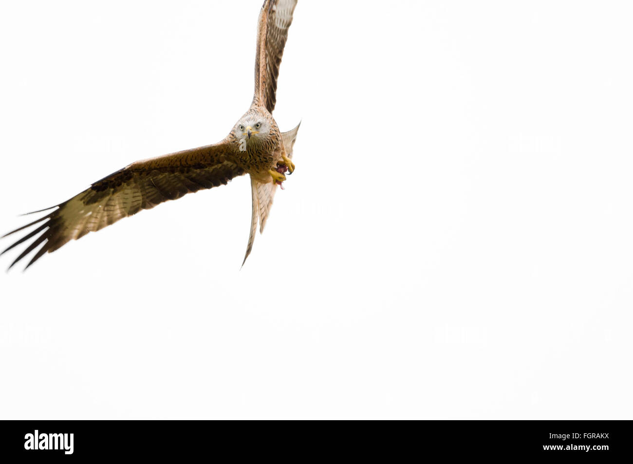 Un singolo aquilone rosso, Milvus milvus, con le sue ali sparse, prepara il cibo mentre si alza contro un cielo invernale grigio chiaro Foto Stock