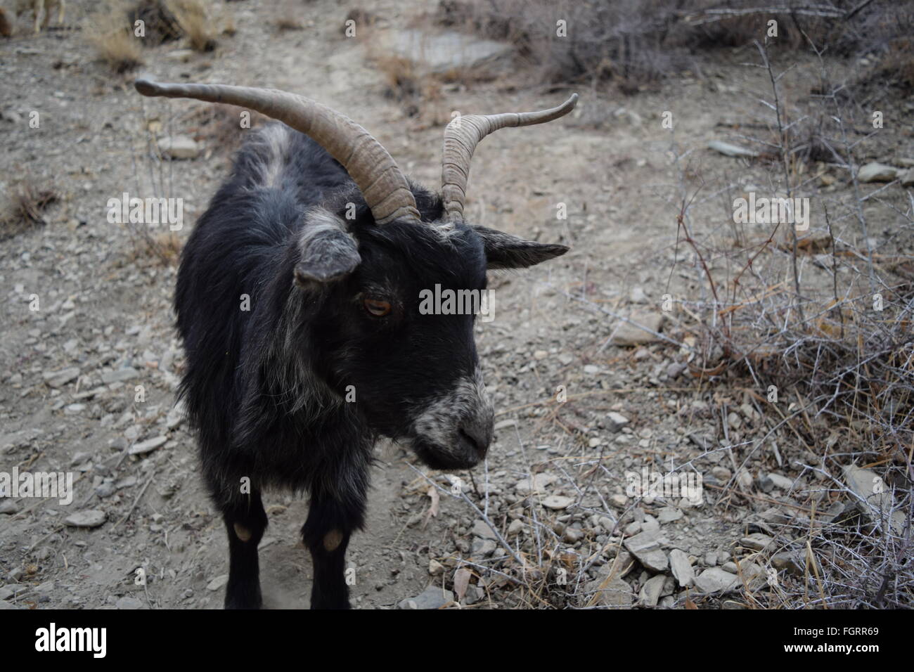 Big Horn pecora nera close up foto Foto Stock